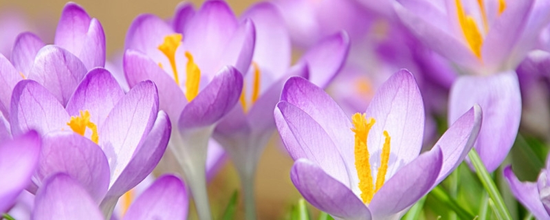 番红花复花吗 番红花复花吗