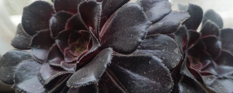 黑法师开花要砍掉吗 黑法师开花要砍掉吗