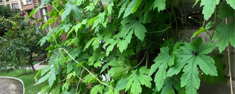 金癞瓜盆栽种植方法,什么时候种植 金癞瓜盆栽种植方法,什么时候种植