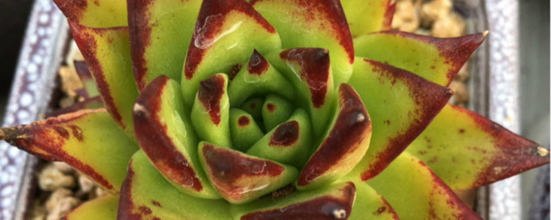 乌木多肉怎么养出状态,用深盆还是浅盆种 乌木多肉怎么养出状态,用深盆还是浅盆种