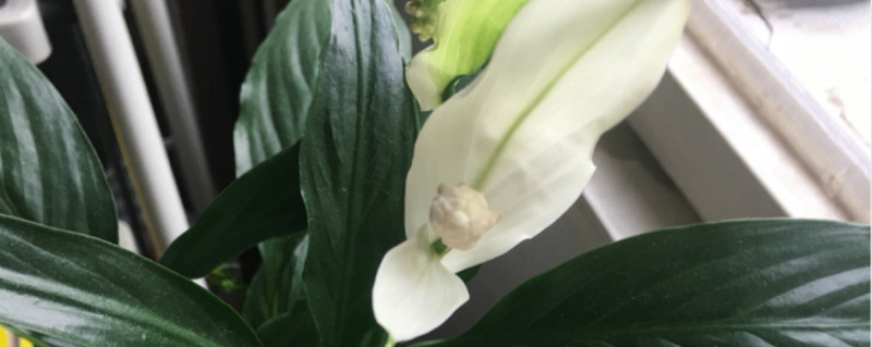 白鹤芋叶子有毒吗 白鹤芋叶子有毒吗