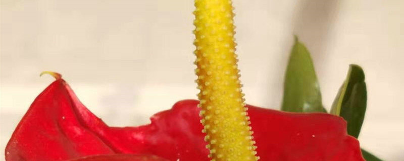 火鹤花开花时有毒吗 火鹤花开花时有毒吗