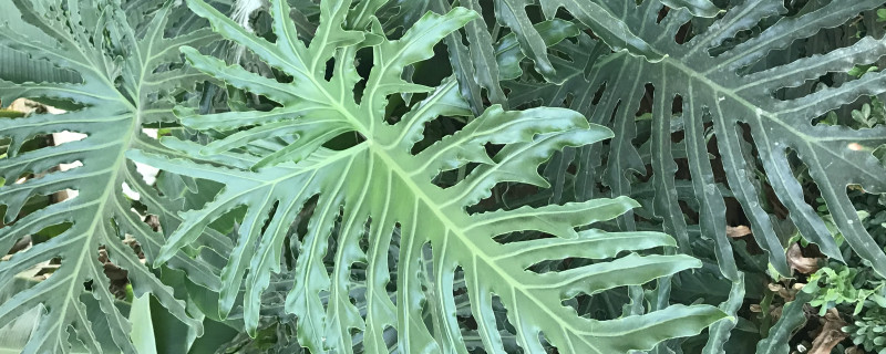 春羽的寓意是什么