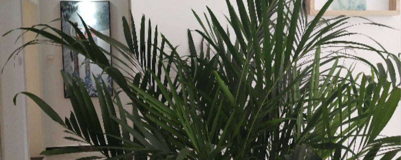 富贵椰子怎么种 富贵椰子怎么种
