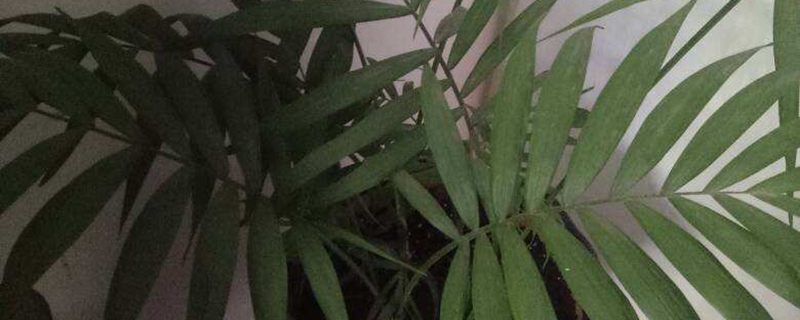 散尾竹怎么繁殖 散尾竹怎么繁殖