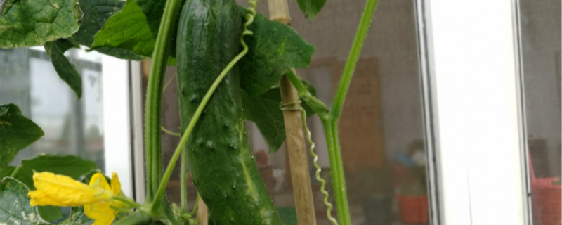 黄瓜移植注意事项,什么时候移植 黄瓜移植注意事项,什么时候移植