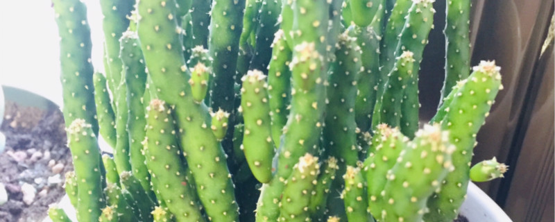 招财手仙人掌怎么养,怎么繁殖 招财手仙人掌怎么养,怎么繁殖