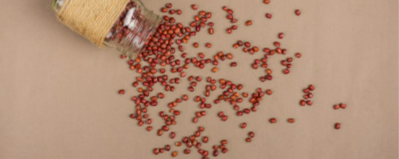 红豆怎么种植,什么时候种植 红豆怎么种植,什么时候种植