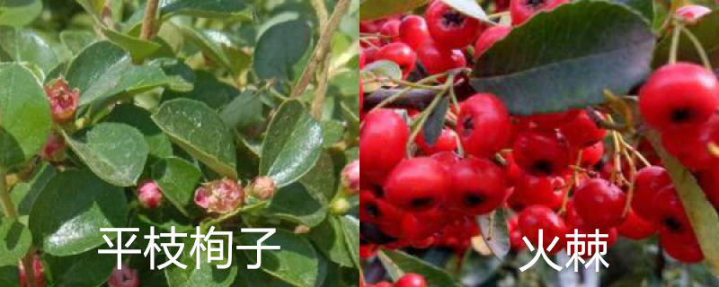 平枝栒子和火棘的区别,分别怎么养护 平枝栒子和火棘的区别,分别怎么养护