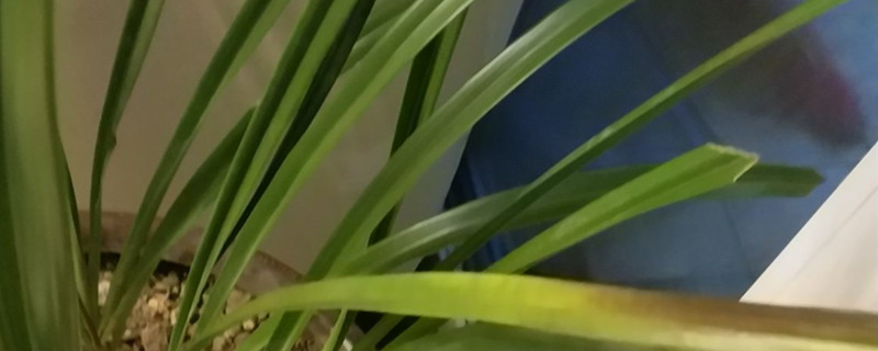 植物叶子发黄怎么办,黄叶的原因 植物叶子发黄怎么办,黄叶的原因