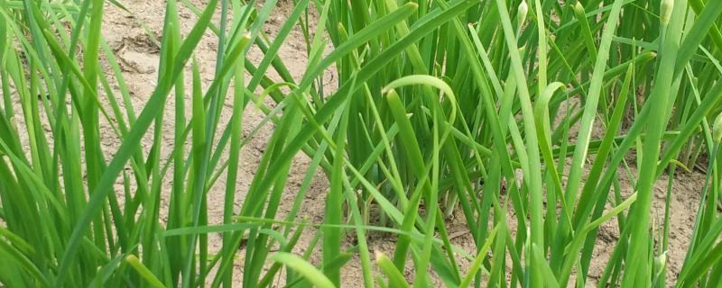 露天韭菜开春怎么管理,怎么栽种 露天韭菜开春怎么管理,怎么栽种