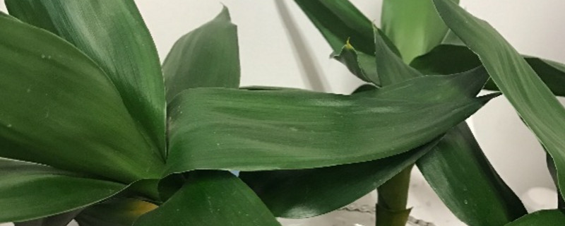 莲花竹的叶子黄了怎么回事,黄叶的原因 莲花竹的叶子黄了怎么回事,黄叶的原因