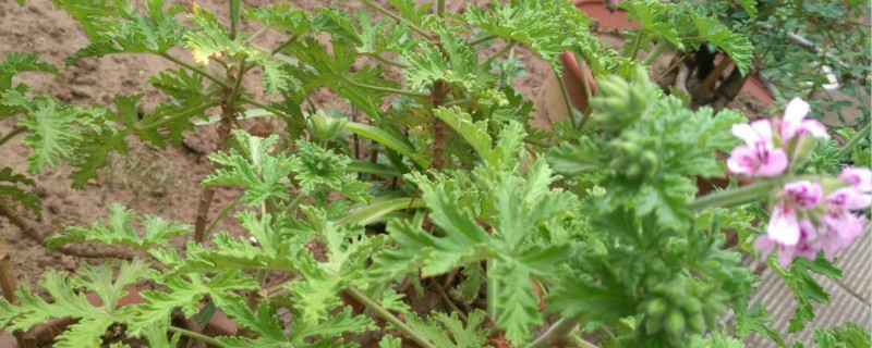 香叶天竺葵的种植方法,什么时候种植 香叶天竺葵的种植方法,什么时候种植