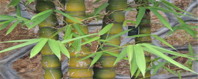 佛肚竹叶子发黄是什么原因,叶子发黄怎么办 佛肚竹叶子发黄是什么原因,叶子发黄怎么办