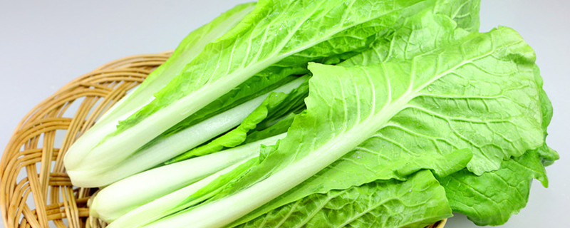 四季小白菜种植方法，什么时候种植