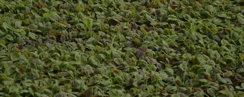 红汗菜种植时间和方法 红汗菜种植时间和方法
