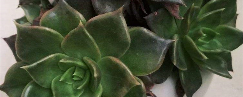 黑王子开花后怎么处理,开花后怎么养 黑王子开花后怎么处理,开花后怎么养