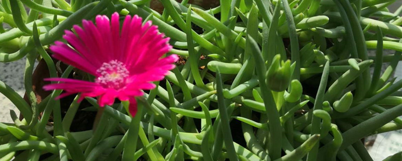 松叶菊怎么养,什么时候开花 松叶菊怎么养,什么时候开花