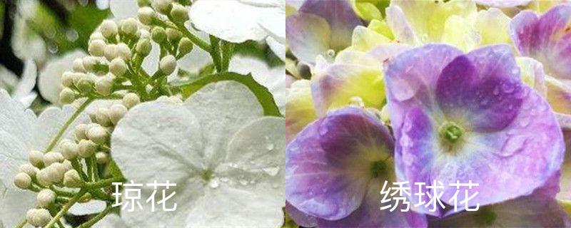 琼花和绣球花的区别,分别怎么养护 琼花和绣球花的区别,分别怎么养护