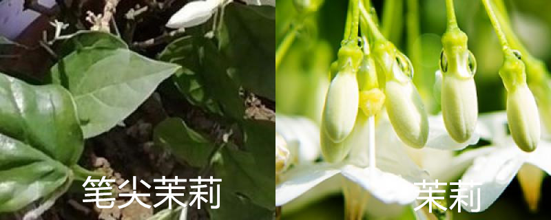 笔尖茉莉与一般茉莉区别 笔尖茉莉与一般茉莉区别