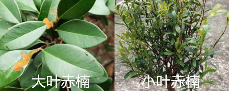 大叶赤楠和小叶赤楠的区别 大叶赤楠和小叶赤楠的区别