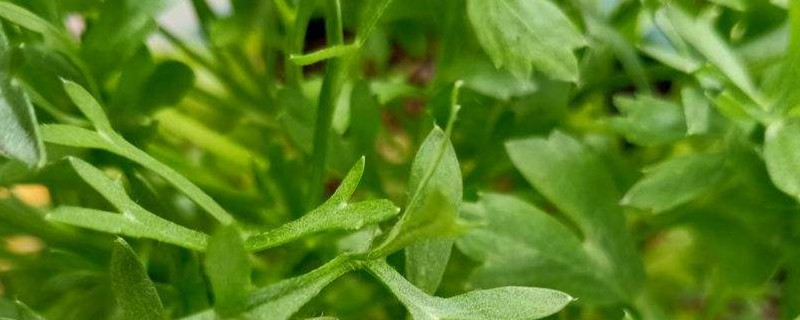 蝴蝶洋牡丹的花语 蝴蝶洋牡丹的花语