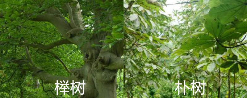 榉树和朴树有什么区别 榉树和朴树有什么区别