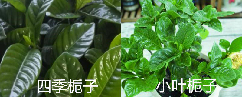 四季栀子花和小叶栀子区别 四季栀子花和小叶栀子区别