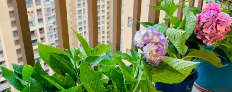 绣球花焦叶是什么原因,焦叶怎么办 绣球花焦叶是什么原因,焦叶怎么办