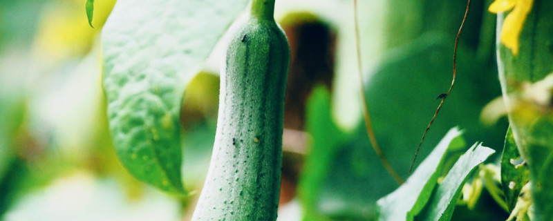 丝瓜怎么种植才能出苗,什么时候种植 丝瓜怎么种植才能出苗,什么时候种植