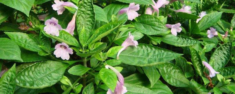 板蓝的种植时间和方法 板蓝的种植时间和方法