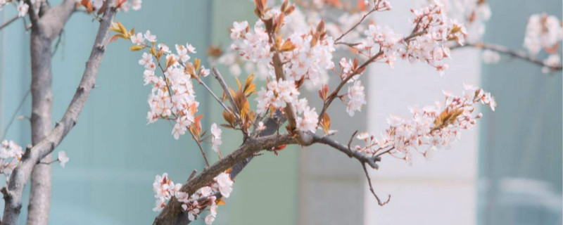 紫叶李冬天能移植么 紫叶李冬天能移植么