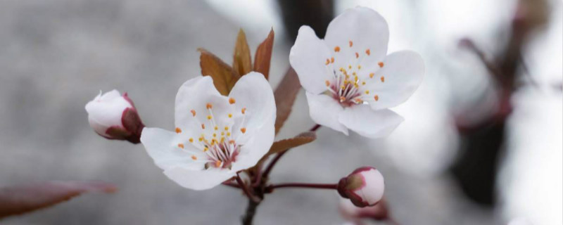 紫叶李的花语 紫叶李的花语