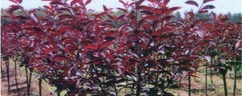 紫叶李能嫁接什么果树 紫叶李能嫁接什么果树