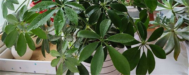 招财树春天什么时间移植最好 招财树春天什么时间移植最好