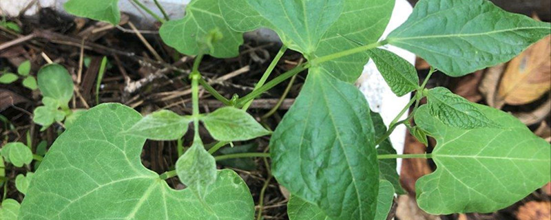 东北芸豆种植时间和方法 东北芸豆种植时间和方法