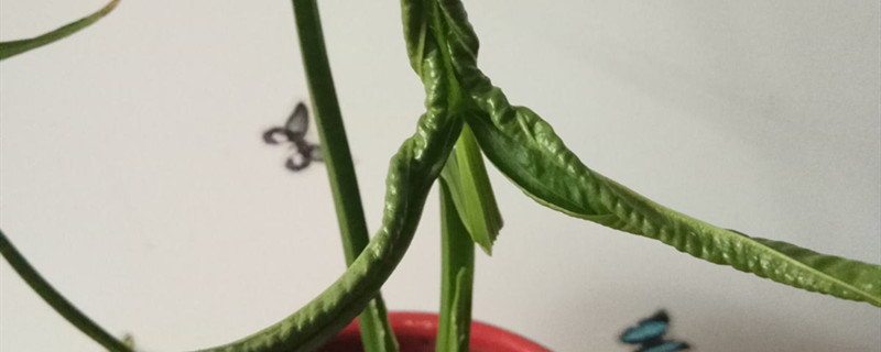 慈姑的种植方法和时间 慈姑的种植方法和时间