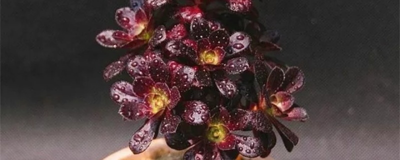 法师主头开花怎么处理 法师主头开花怎么处理