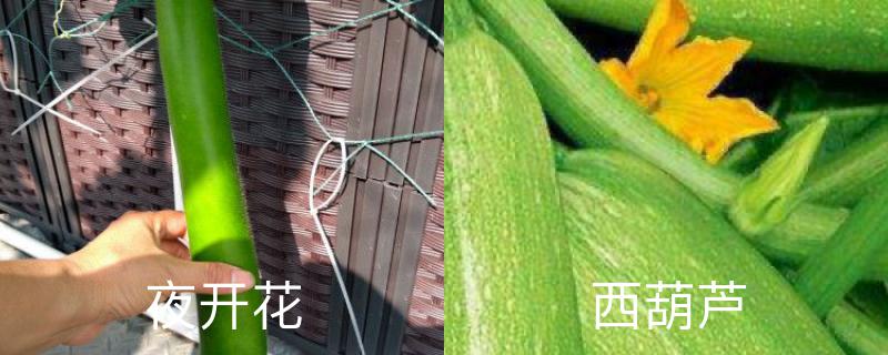 夜开花和西葫芦的区别 夜开花和西葫芦的区别