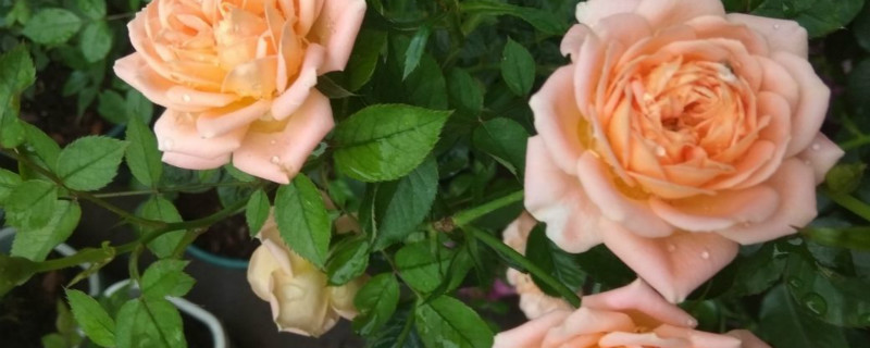 月季和玫瑰是一种花吗 月季和玫瑰是一种花吗