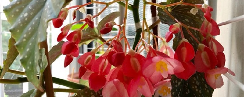 竹节海棠太高如何修剪,什么时候修剪 竹节海棠太高如何修剪,什么时候修剪