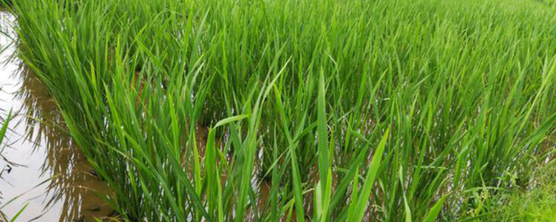茭白怎么种植,什么时候种植 茭白怎么种植,什么时候种植