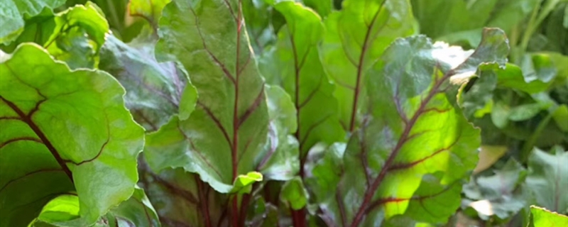 叶甜菜怎么种,什么时候种 叶甜菜怎么种,什么时候种