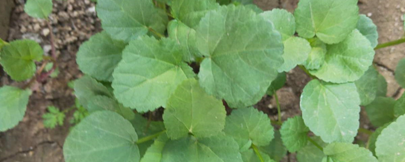 冬寒菜的种植方法和时间