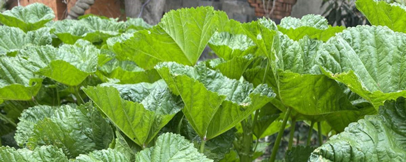 冬寒菜叶子发黄怎么办,黄叶的原因 冬寒菜叶子发黄怎么办,黄叶的原因