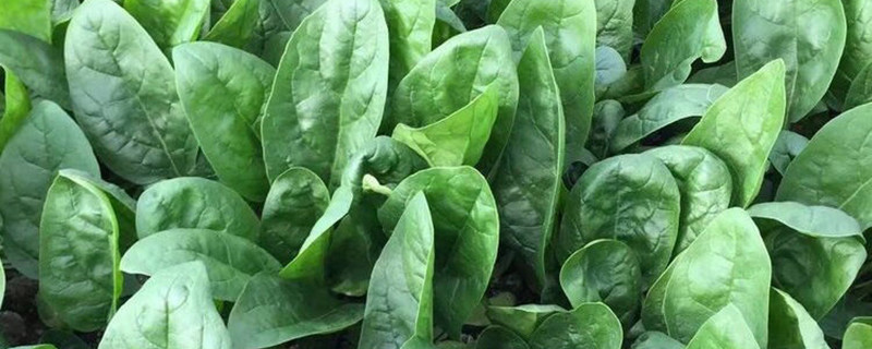菠菜叶子皱卷怎么回事,叶子皱卷怎么办 菠菜叶子皱卷怎么回事,叶子皱卷怎么办