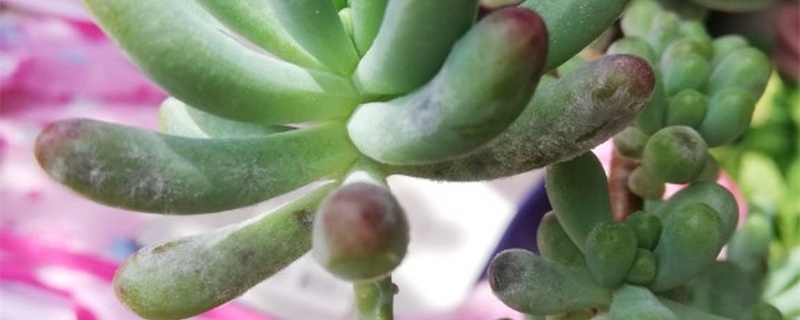 多肉白色粉末病怎么办 多肉白色粉末病怎么办