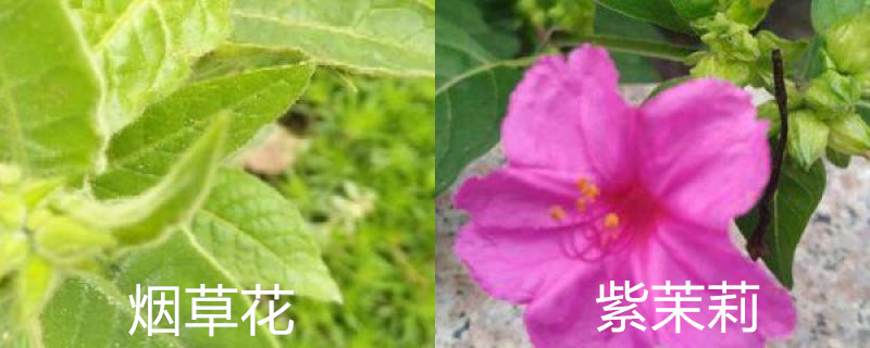 烟草花是不是紫茉莉 烟草花是不是紫茉莉