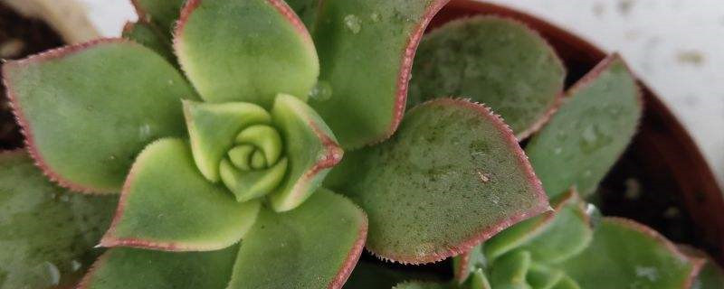 艳日辉开花了怎样处理 艳日辉开花了怎样处理