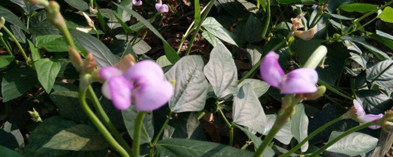 农村怎样种豆角